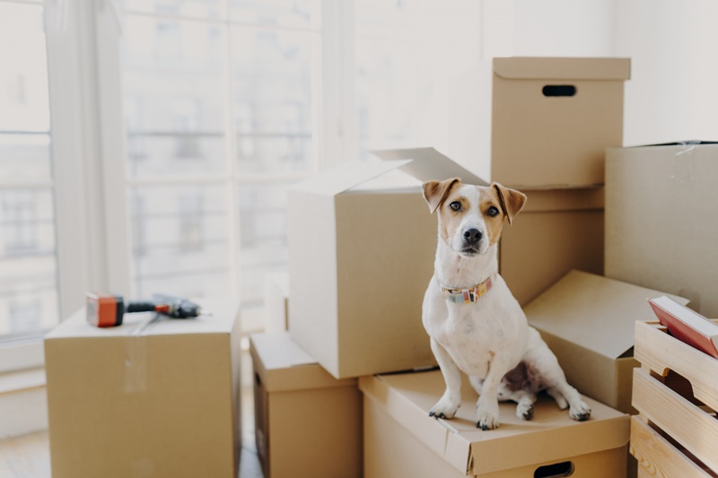 Vai mudar de casa e não sabe como lidar com seu pet e tudo que gira em torno dele? Então vale a pena dar aquela lida nesse nosso novo texto. Sua vida não será a mesa depois dessa leitura.